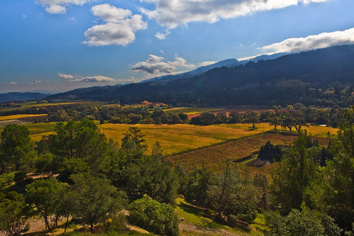 california autumn trees castle fall castles colors leaves clouds cat canon landscape vineyard emily feline tour seasons view sheep wine country sonoma calistoga central scenic tram molly valley winetasting di napa sterling castello making chardonnay cabernet amorosa 5dmkii
