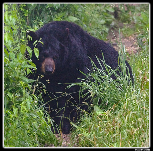 bear park black flickr state wildlife prairie 2009 blackbear canon5dmarkii wildlifeprairiestateparks