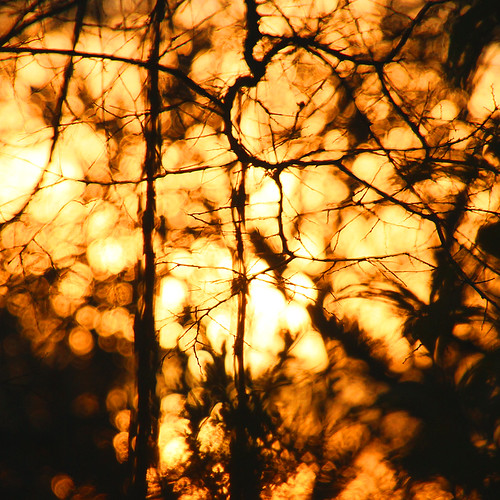 life trees winter light sunset orange abstract home canon austin dark season square outside evening texas bokeh weekend branches january saturday 7d janvier 2010 carré samedi saison lhiver silhouettte