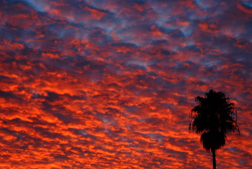 sunset sky cloud tree nature palm assignment52 bestshotof2010 assignment52522010