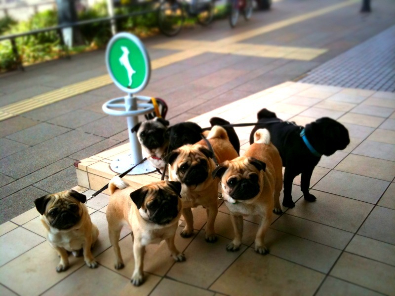 Rental pugs