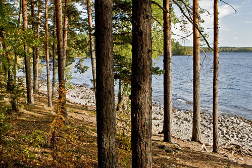 park lake beach forest finland hill national päijänne esker pulkkilanharju