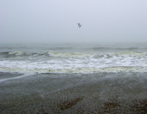 bolivarpeninsula gulfofmexico galvestoncounty fog seagull gull surf waves beach united states north america