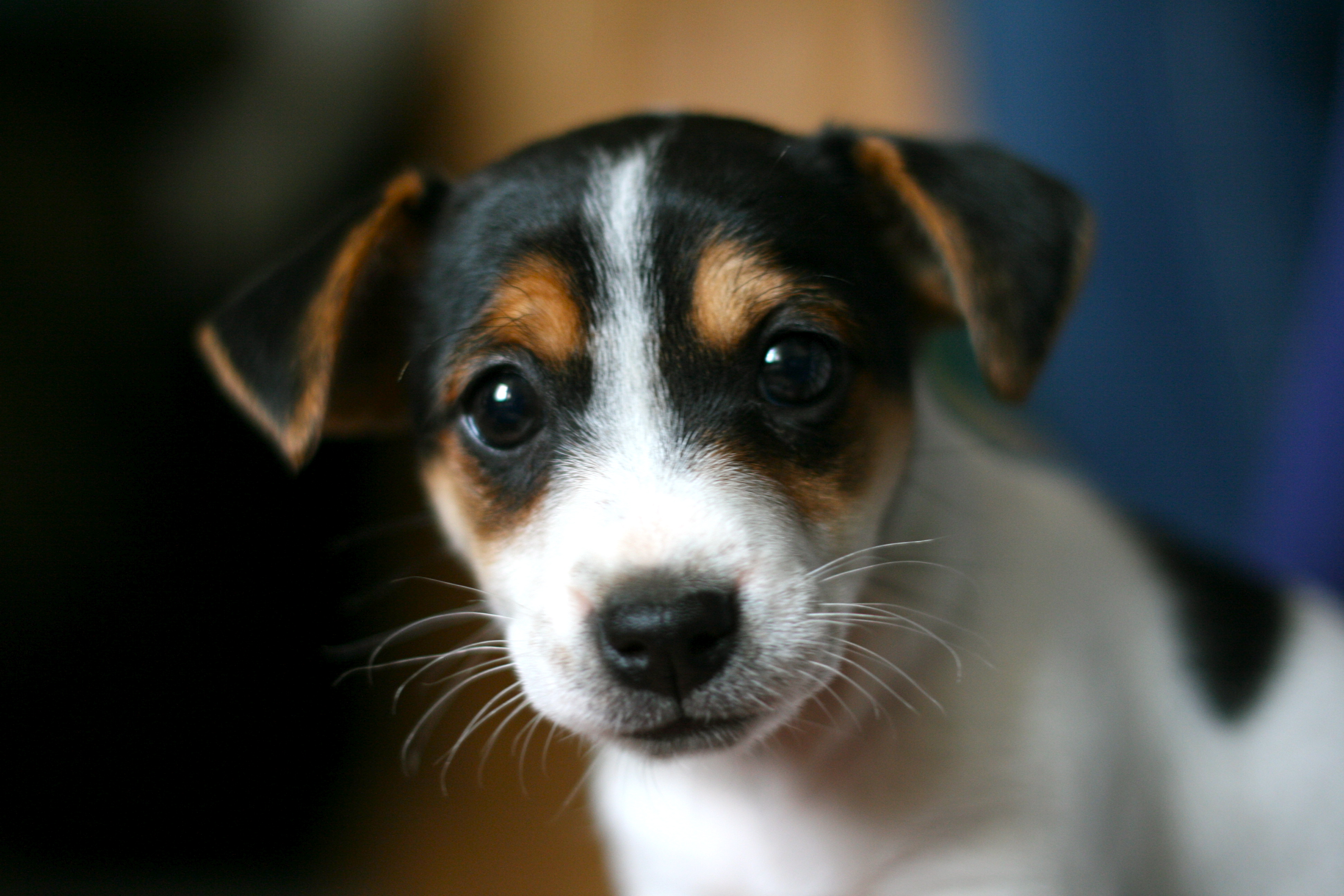 Misty - adorable Jack Russell puppy ;) | Flickr - Photo Sharing!