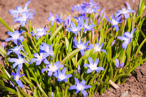 light flower nature landscape petals spring nikon earth crocus dirt bloom crocuses d90 18105mm