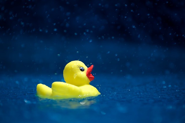 yellow toy duck swimming