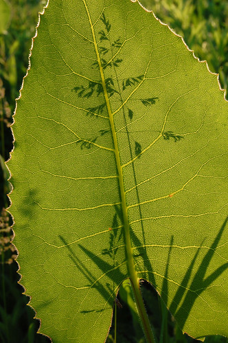 leaves wisconsin may backlit prairies asteraceae silphium danecounty prairiedock silphiumterebinthinaceum pleasantvalleyconservancy taxonomy:binomial=silphiumterebinthinaceum