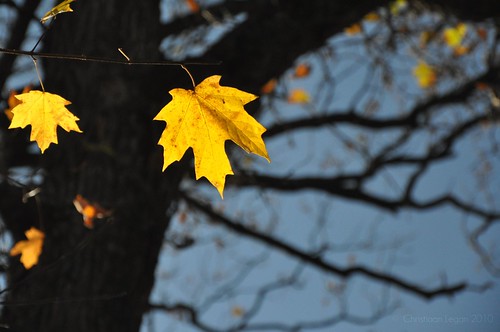 blue sky sunlight black tree leaves sunshine silhouette yellow forest golden leaf maple oak woods bokeh branches bark