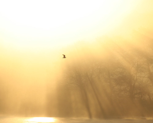 winter sunset fog bristol outdoors wildlife gull foggy chewvalleylake mendiphills