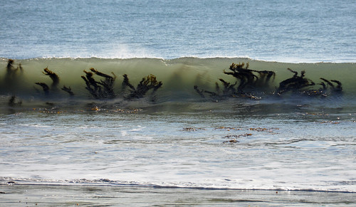 seaweed waves transparent naco thousandtrails nikond90 nikkor18to200mmvrlens
