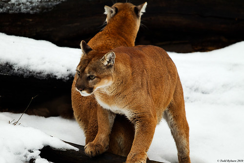 winter cat flickr wildlife bigcat puma cougar 2010 zenfolio wpsp wildlifeprairiestateparks