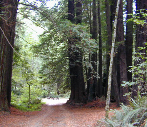Redwood Camp
