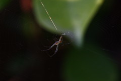 Macro Spiders