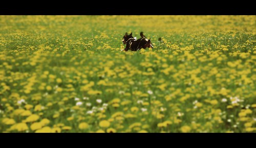 dog chien flower primavera fleur cane miniature spring flor meadow wiese dandelion perro hund pies di prairie blume fiore leone prato printemps dente pinscher pradera kwiatek susi frühling pissenlit wiosna kwiat löwenzahn suu róża dmuchawiec łąka amargón pinschers brodawnik