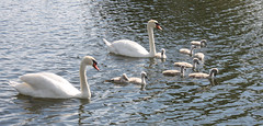 Family of Swans closeup