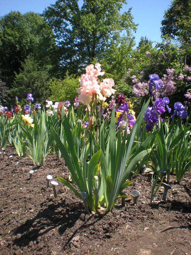 Presby Memorial Iris Gardens Upper Montclair Nj 10 Flickr
