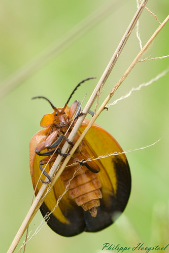 ghana greateraccra tema arthropoda insecta coleoptera lycidae