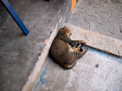 Cat sleeping at diving shop