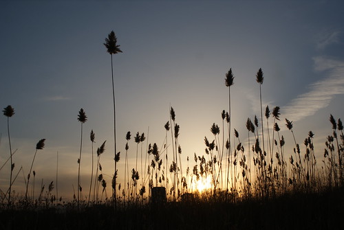 park sunset toronto grass silhouette tall humberbay flickrgolfclub