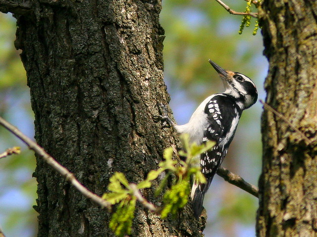 Hairy Woodpecker 20100415