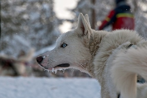 dog snow ice closeup mouth geotagged eos eyes wolf sweden blueeyes lapland sledding sled 30d jeroenkuijpers jeroenkuypers