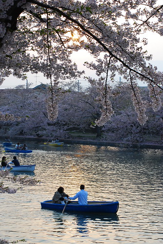 festival japan cherry blossom aomori 桜 hirosaki さくら 花見 弘前 青森県 さくらまつり