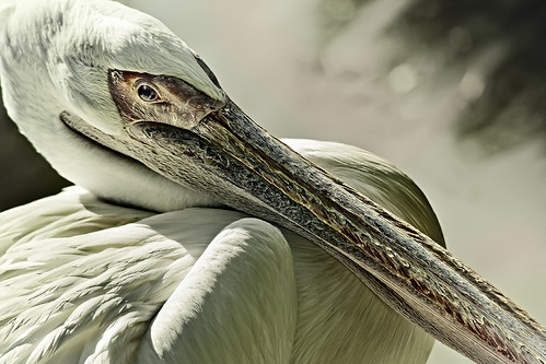 portrait bird animal zoo pelican oiseau pelecanusonocrotalus pelecanus pelecanidae zoodebeauval pélican pelecaniforme “flickraward” cliccath cathschneider