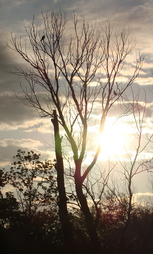 tree birds sunrise hartfordmarina
