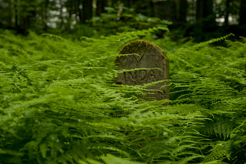 travel nature grave leaves moss linda barnum petcemetery lilydale