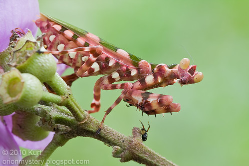 Theopropus elagans Asian Flower Mantis.....IMG_9310 copy