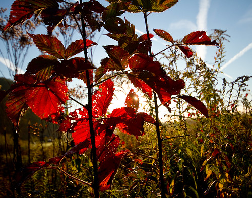 fall leaves sunrise cuyahogavalley szalaysfarm thebigfield