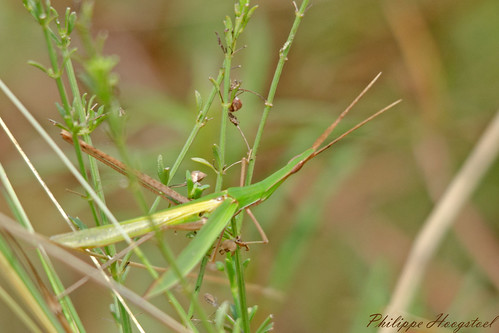 ghana greateraccra tema arthropoda insecta orthoptera acrididae acrida truxale