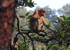 Proboscis Monkey (Brunei) Nasalis larvatus