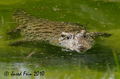 nature water animal orlando florida reptile alligator swamp gatorland blueribbonwinner sewerdoc ©jaredfein inspiredbyyourbeauty