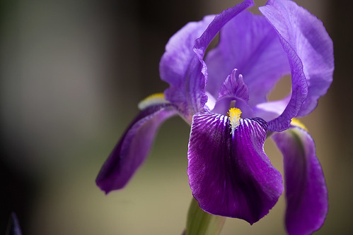 flowers iris canon bokeh explore violets fiori 70200 40d eos40d luigiscattolin