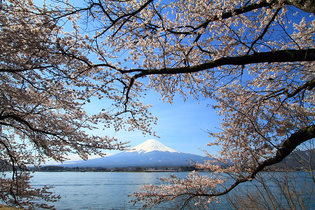 Sakura on Mt. Fuji