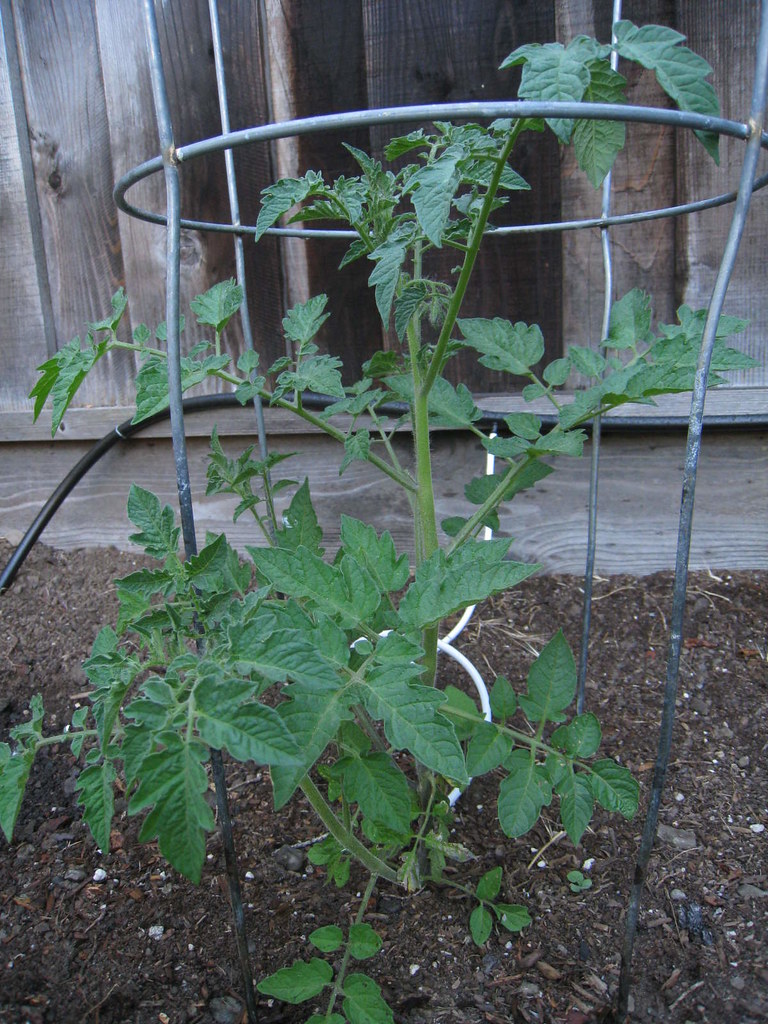 Gardener S Delight Tomato Soleilium Flickr