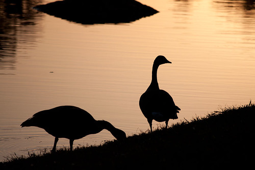 sunset water birds geese sillhouette