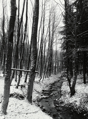 schnee trees winter snow landscape ilford fp4 heimat swa alpa adox autaut moerschphotochemie se6blue mt1selenium rollfilm6x8 adoxmcc110