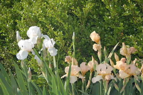 iris white flower nature landscape group peach bloom beardediris clump angelicwings persimmonpie