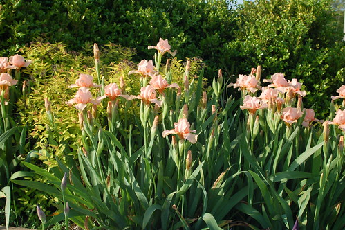 iris flower nature landscape group bloom beardediris clump askalma
