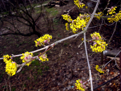 flower spring som dogwood tavasz virág cornus március corneltree áprilylajos sárgavirágjátbontjaasom cornelflower