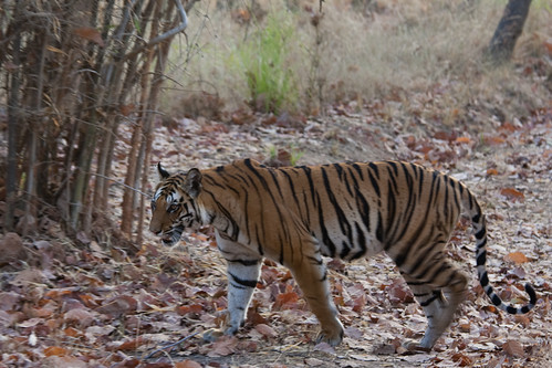 india animal tiger places