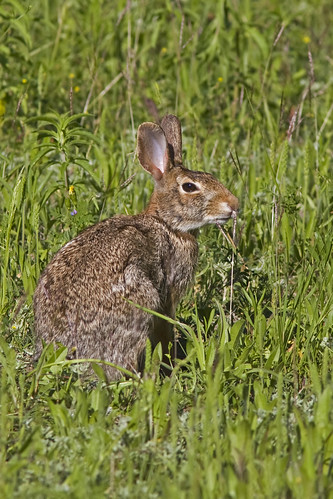 rabbit conejo sylvilagusfloridanus cottontailrabbit conejoserrano