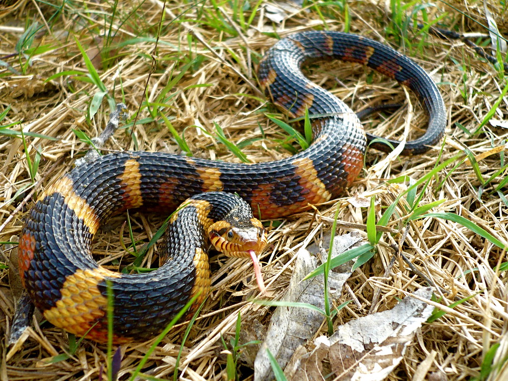 Nerodia fasciata confluens, Broad Banded Water snake. - a photo on ...