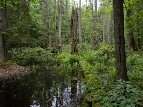 poland polska białowieża primevalforest natura2000 białowieżanationalpark białowieżaforest