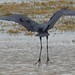 Little blue heron takes off.