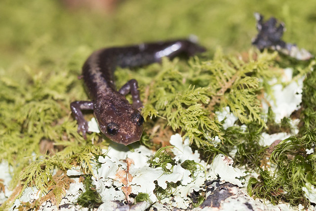 photo of Shenandoah salamander