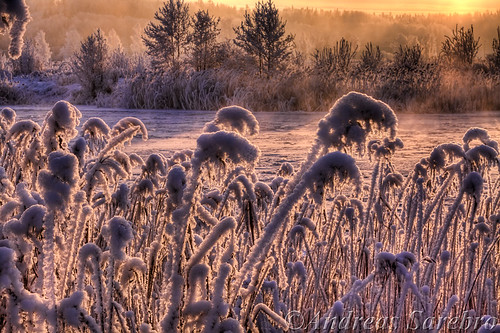 morning winter snow reed sunrise river 2009 hdr arboga naturesgreenpeace
