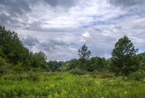 trees plants field hdr